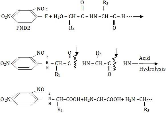 determination of N-terminal amino acid.jpg